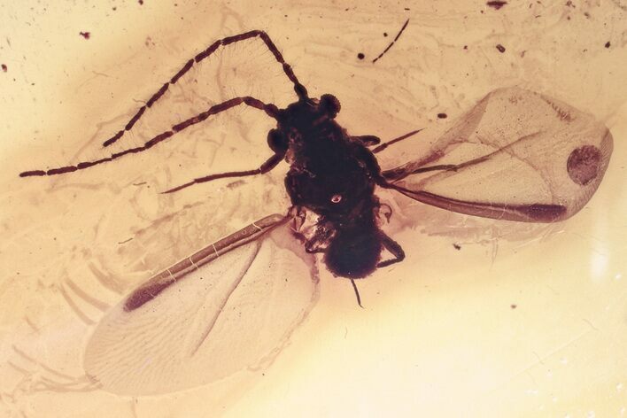 Fossil Scale Insect (Margarodidae?) w/ Spread Wings in Baltic Amber #330645